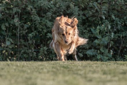 Hovawartwelpen aus langjähriger Zucht