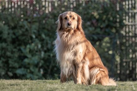 Hovawartwelpen aus langjähriger Zucht