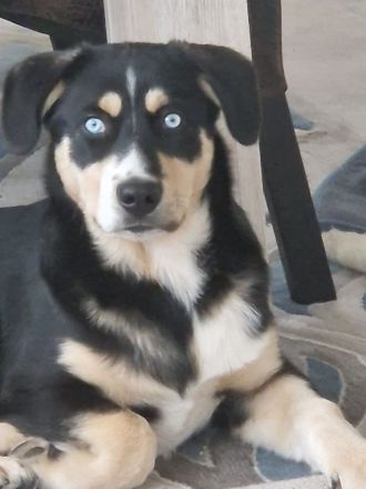 Deckhund Bordercollie