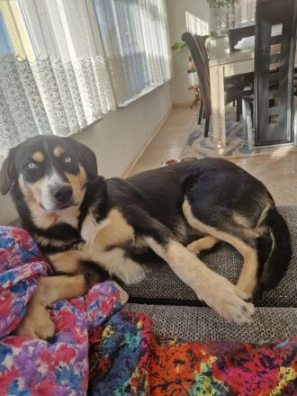 Deckhund Bordercollie