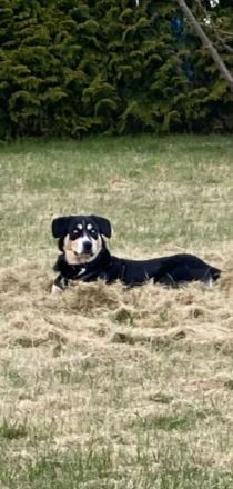 Deckhund Bordercollie