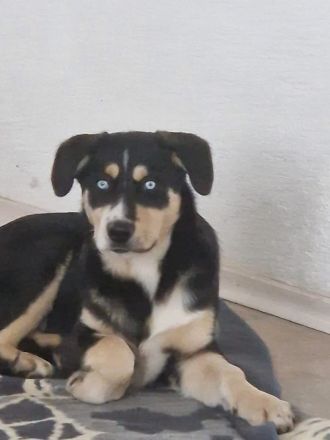 Deckhund Bordercollie