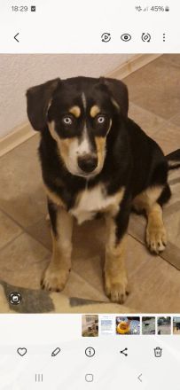 Deckhund Bordercollie