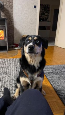 Deckhund Bordercollie