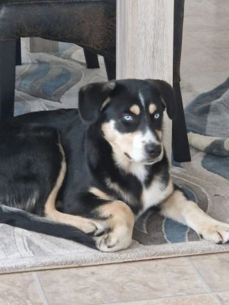 Deckhund Bordercollie