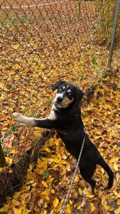 Deckhund Bordercollie