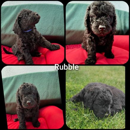 Lagotto-Doodle-welpen