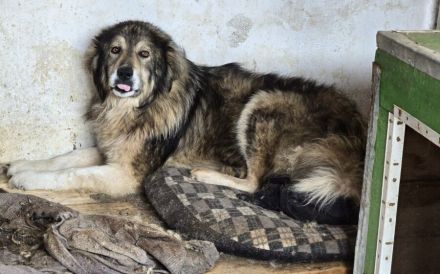 Wunderschöner Oldi Kalle