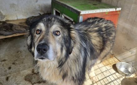 Wunderschöner Oldi Kalle