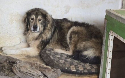 Wunderschöner Oldi Kalle