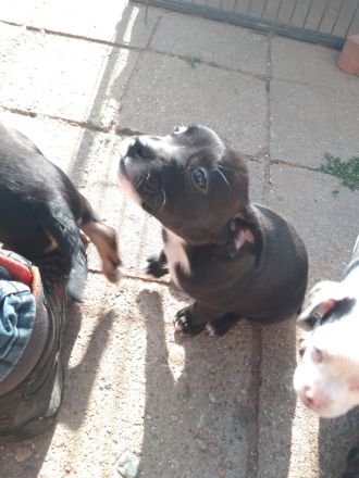 Welpen Aussis / Französische Bulldogge