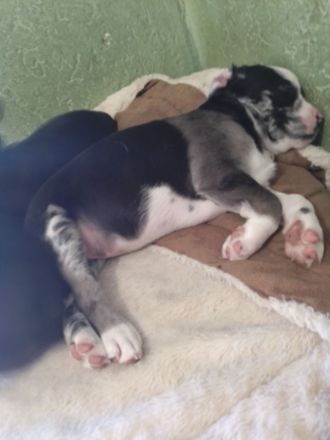 Welpen Aussis / Französische Bulldogge