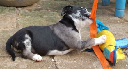 Welpen Aussis / Französische Bulldogge