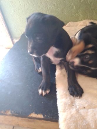 Welpen Aussis / Französische Bulldogge