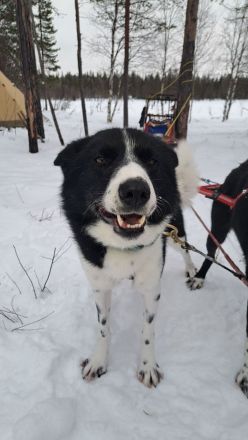 Tarek – Alaskan Husky sucht ein ruhiges Zuhause mit Herz