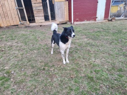 Tarek – Alaskan Husky sucht ein ruhiges Zuhause mit Herz