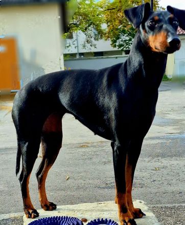 von der Blattgoldstadt