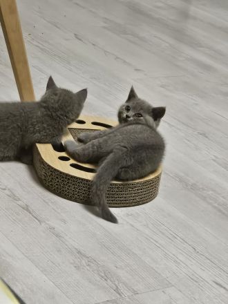 Britisch Kurzhaar kitten Reinrassig (Weibchen + 1 männlich)