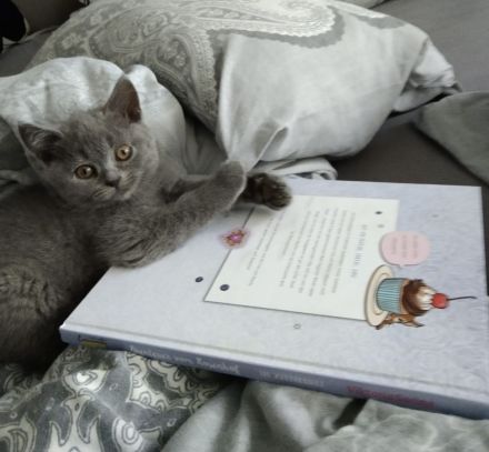 Britisch Kurzhaar kitten Reinrassig (Weibchen + 1 männlich)