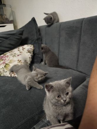 Britisch Kurzhaar kitten Reinrassig (Weibchen + 1 männlich)