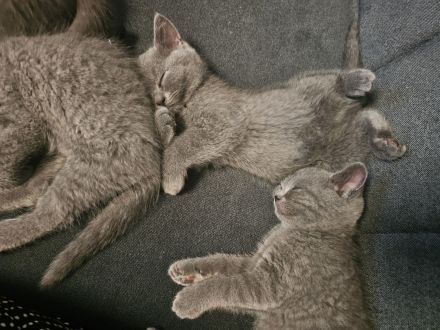 Britisch Kurzhaar kitten Reinrassig (Weibchen + 1 männlich)