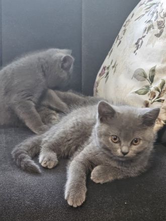 Britisch Kurzhaar kitten Reinrassig (Weibchen + 1 männlich)
