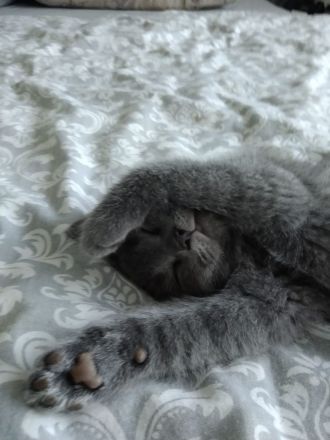 Britisch Kurzhaar kitten Reinrassig (Weibchen + 1 männlich)