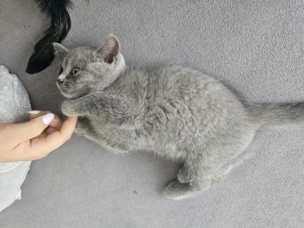 Britisch Kurzhaar kitten Reinrassig (Weibchen + 1 männlich)