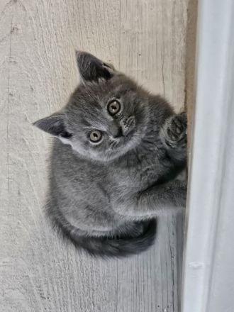 Britisch Kurzhaar kitten Reinrassig (Weibchen + 1 männlich)