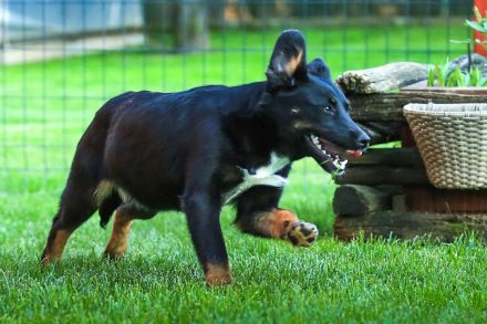 Nisha junges Hundemädchen sucht ihre Menschen