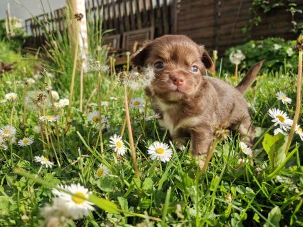 Langhaar Chihuahua Welpen