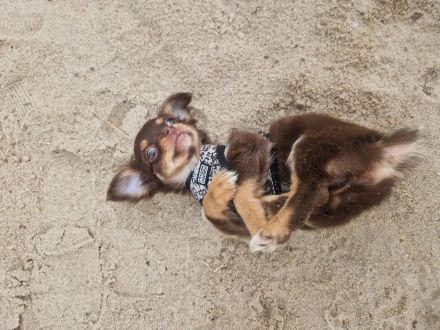 Langhaar Chihuahua Welpen