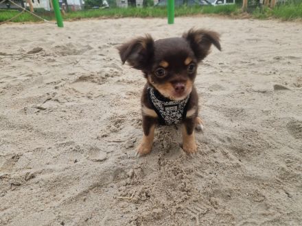Langhaar Chihuahua Welpen