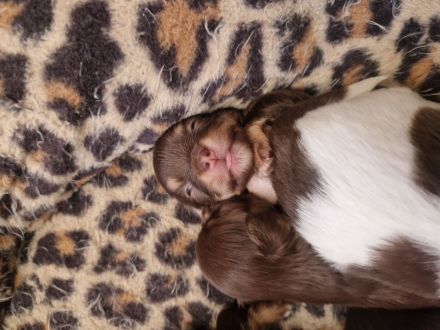 Langhaar Chihuahua Welpen