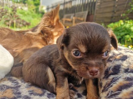 Langhaar Chihuahua Welpen