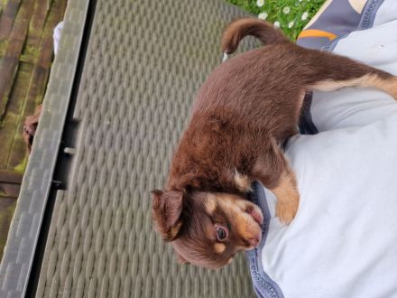 Langhaar Chihuahua Welpen