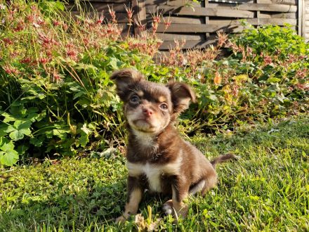 Langhaar Chihuahua Welpen