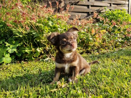 Langhaar Chihuahua Welpen