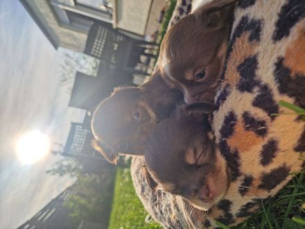 Langhaar Chihuahua Welpen