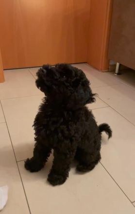 Schwarzer Kleinpudel-Rüde als erfahrener Deckrüde