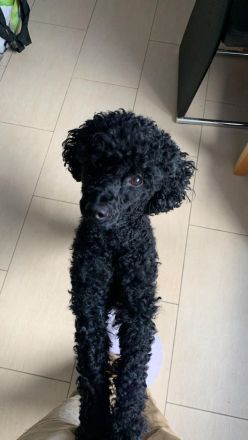 Schwarzer Kleinpudel-Rüde als erfahrener Deckrüde