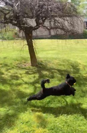 Schwarzer Kleinpudel-Rüde als erfahrener Deckrüde