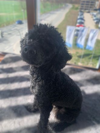 Schwarzer Kleinpudel-Rüde als erfahrener Deckrüde