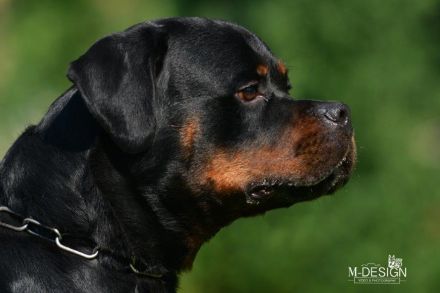 Rottweilerwelpen weiblich