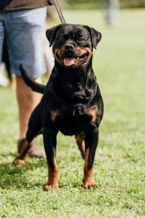 Rottweilerwelpen weiblich