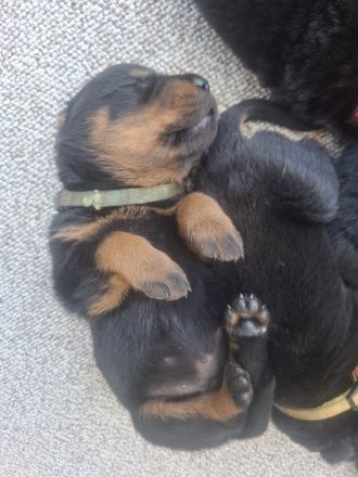 Rottweilerwelpen weiblich