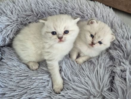 Süße reinrassige BKH Kitten suchen Zuhause