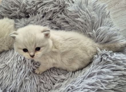 Süße reinrassige BKH Kitten suchen Zuhause