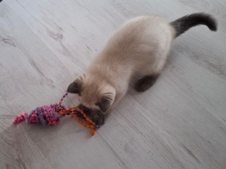 Süße reinrassige BKH Kitten suchen Zuhause