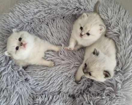 Süße reinrassige BKH Kitten suchen Zuhause